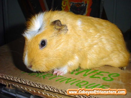 Courronée Américain (courrone blanche)